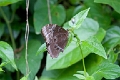 MORPHIDAE, Morpho peleides